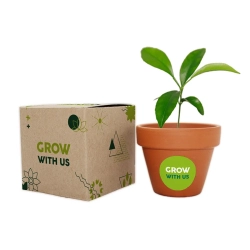 Mały Kiełek — mini zestaw do uprawy / Mini box